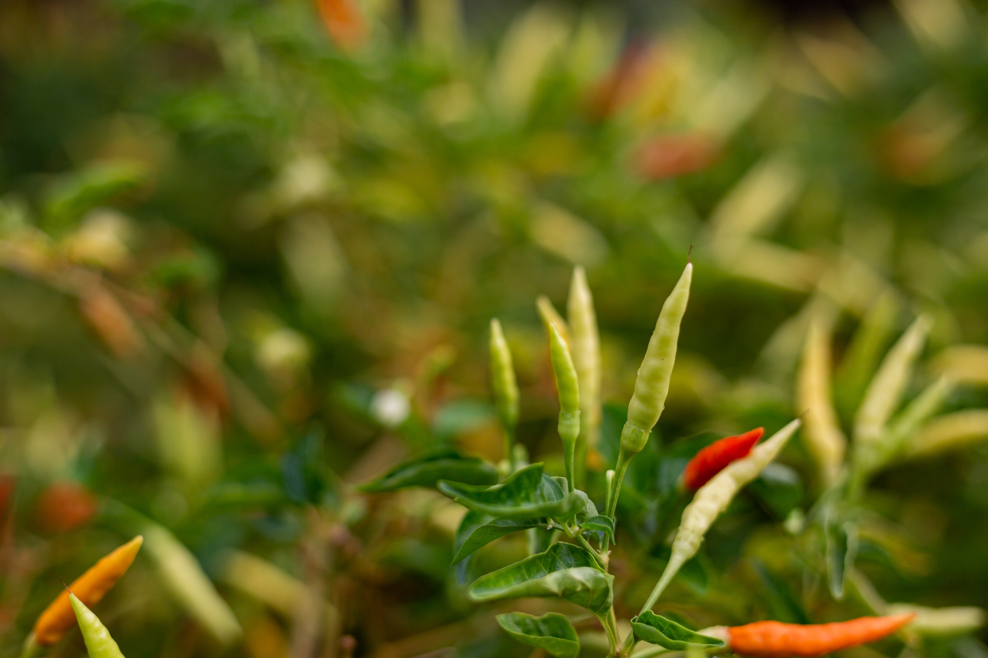 Chilli pepper green and red growing outside